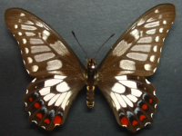 Papilio anactus - Adult